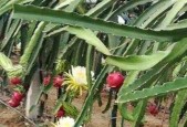 火龙果种子的种植技巧有哪些？怎么打造丰收的火龙果种植园？
