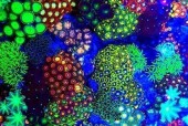 苹果手机摄像头出现蓝光花是什么原因？