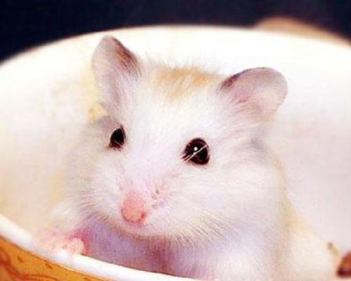 仓鼠怀孕特征行为有哪些？仓鼠怀孕的关键行为和注意事项是什么？  第1张