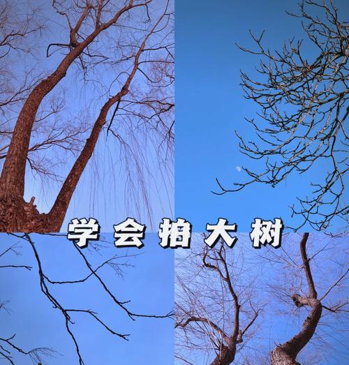 手机拍照如何拍出通透好看的效果？有哪些技巧？  第3张