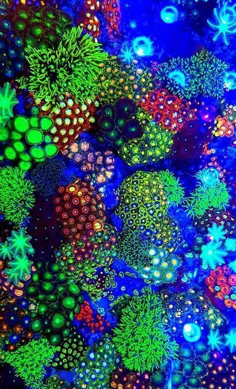 苹果手机摄像头出现蓝光花是什么原因？  第1张