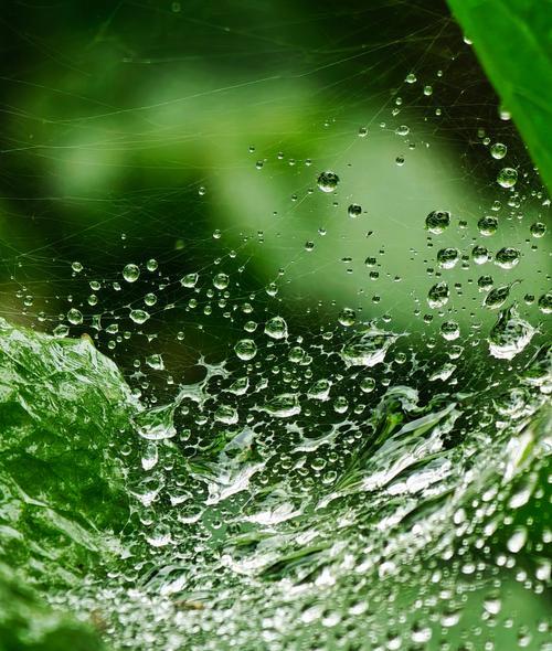 荣耀手机怎样拍出雨滴效果？拍摄雨滴有哪些技巧？  第3张