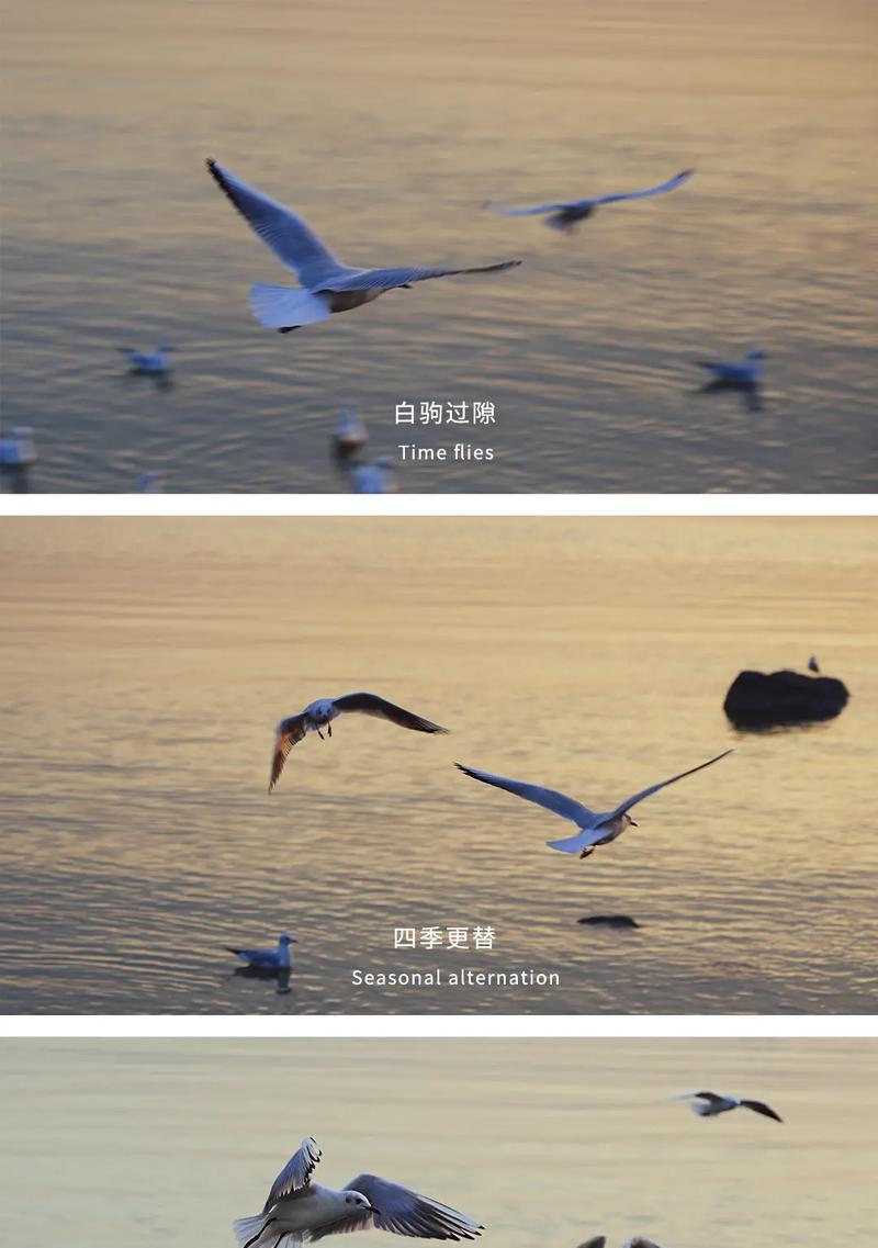 手机连接海鸥投屏的方法是什么？  第3张