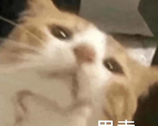 啧啧，微信刚刚这波更新，安卓鸿蒙又要傻眼了  第13张
