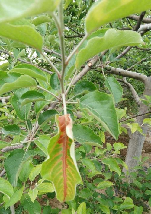 苹果手机树叶标志是什么？苹果手机树叶标志的含义是什么？  第1张