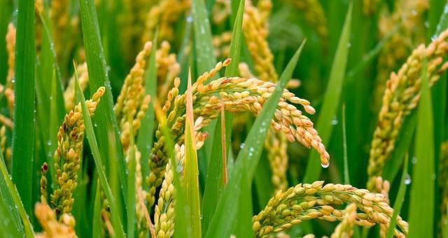 河北！大范围降雨来到！中雨、大雨、暴雨！具体分布在如下！  第10张