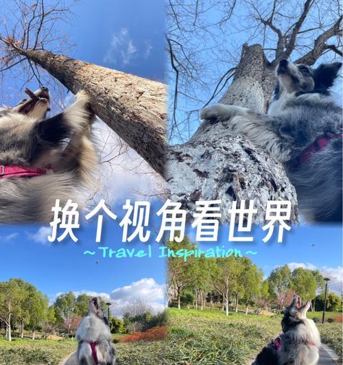 如何将狗装在相机上拍摄视频？拍摄过程中需要注意什么？  第3张