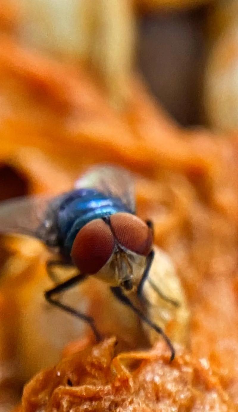 哪种摄像头可以用来拍苍蝇? 第1张 哪种摄像头可以用来拍苍蝇? 第1张