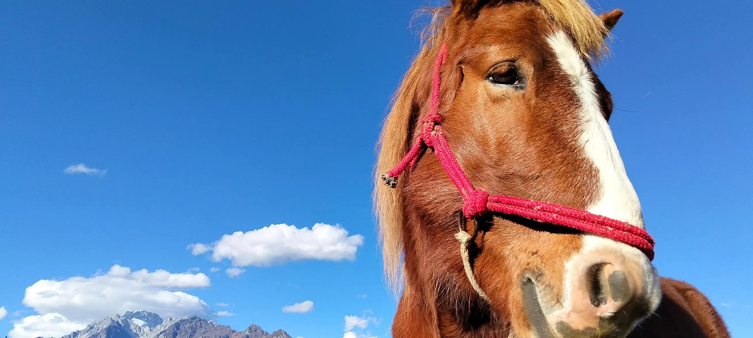 OPPO悄悄上架新机，7000mAh+IP69防水，1999元起  第4张